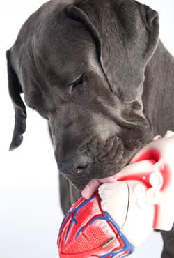 Deutsche Dogge betrachtet ein anatomisches Herzmodell