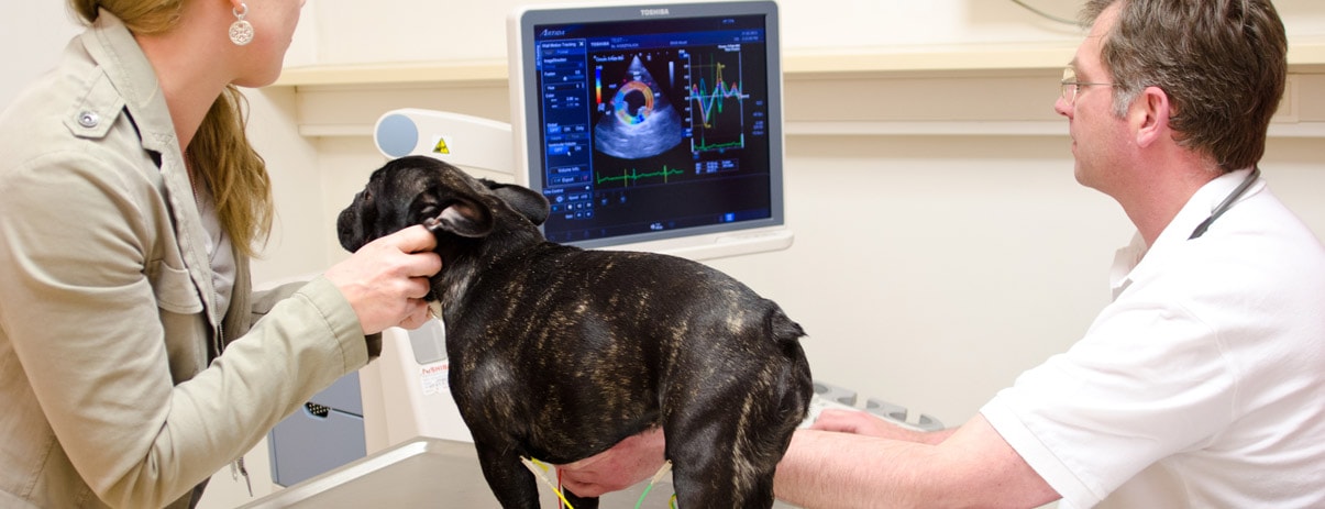 Hund mit angelegten EKG-Elektroden vor dem Ultraschallmonitor