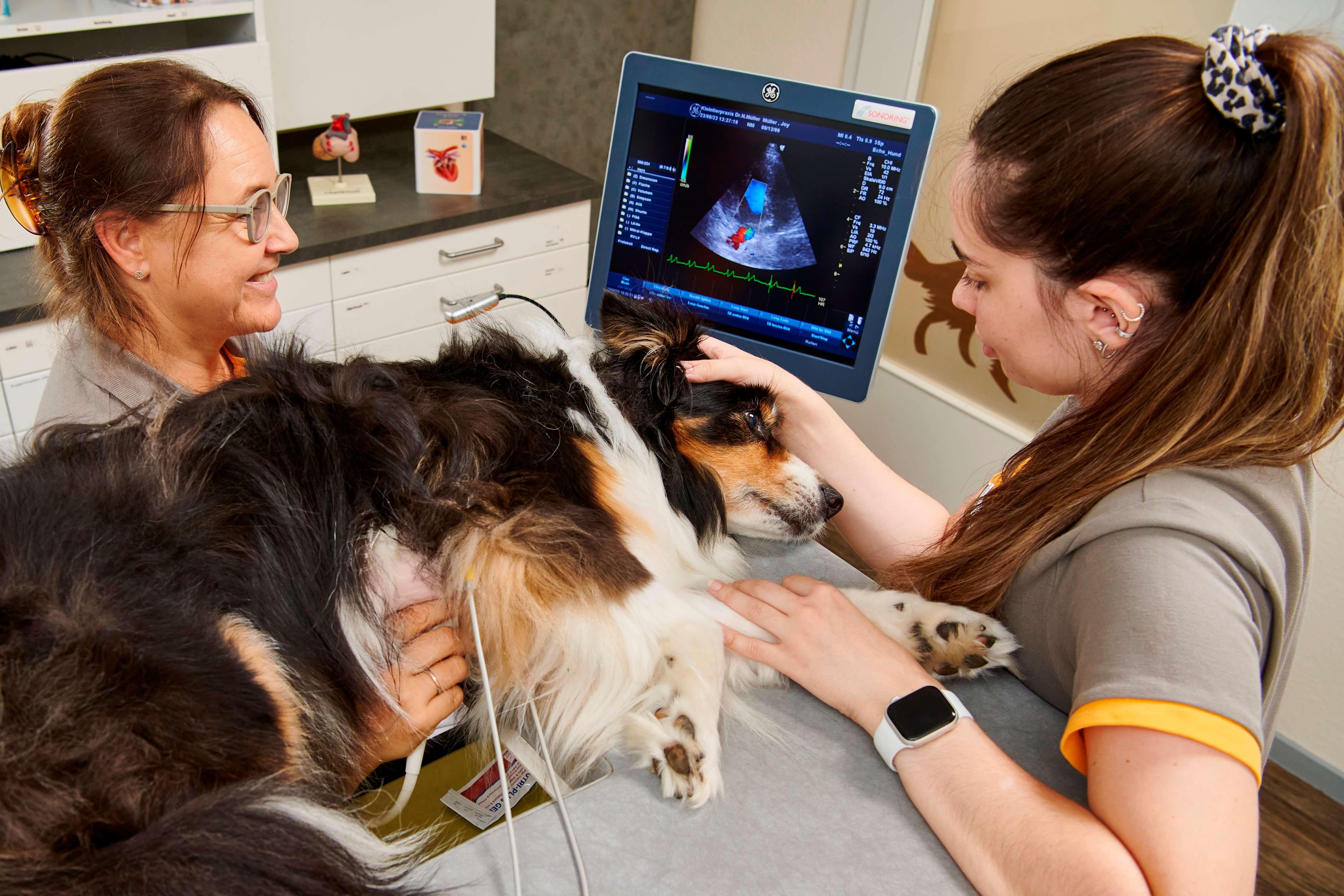 Echokardiographie bei einem Australian Shepherd, zwei Tierärztinnen am Ultraschallgerät