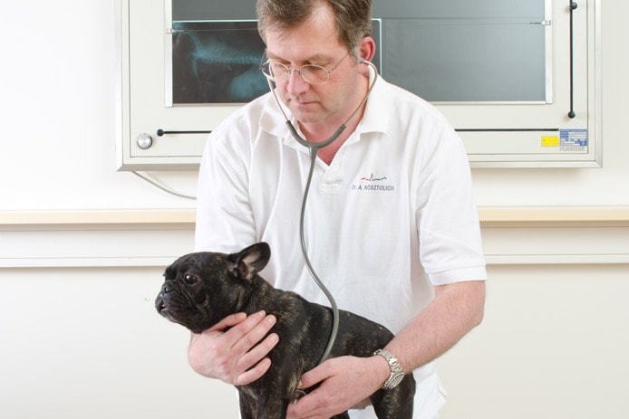 Dr. Andreas Kosztolich auskultiert eine französische Bulldogge