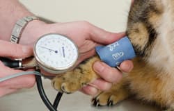Blutdruckmessung mittels Doppler-Methode an der Pfote einer Katze