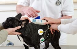 Anlegen eines Holter-EKG-Rekorders bei einem kleinen Hund