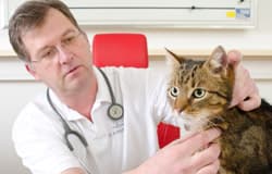 Tierarzt bei der klinischen Allgemeinuntersuchung eines Hundes