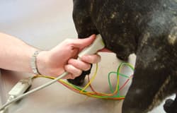 Echokardiographische Untersuchung eines Kleintiers