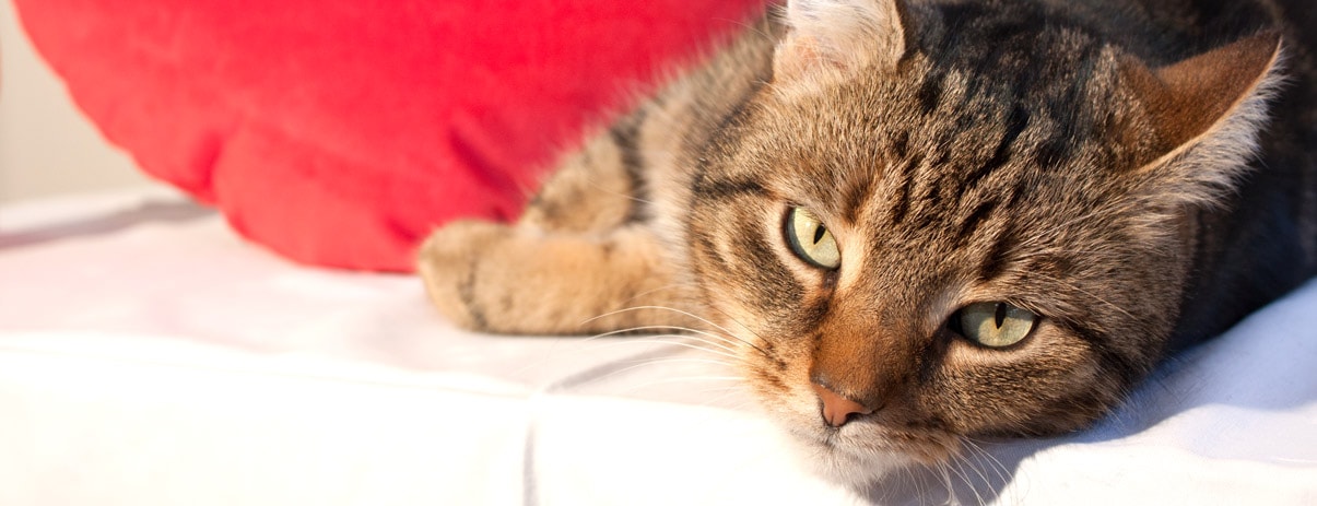 Katze liegt entspannt neben einem roten Herzkissen