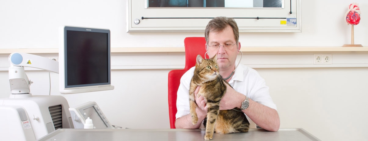 Dr. Kosztolich hört das Herz einer Katze mit dem Stethoskop ab