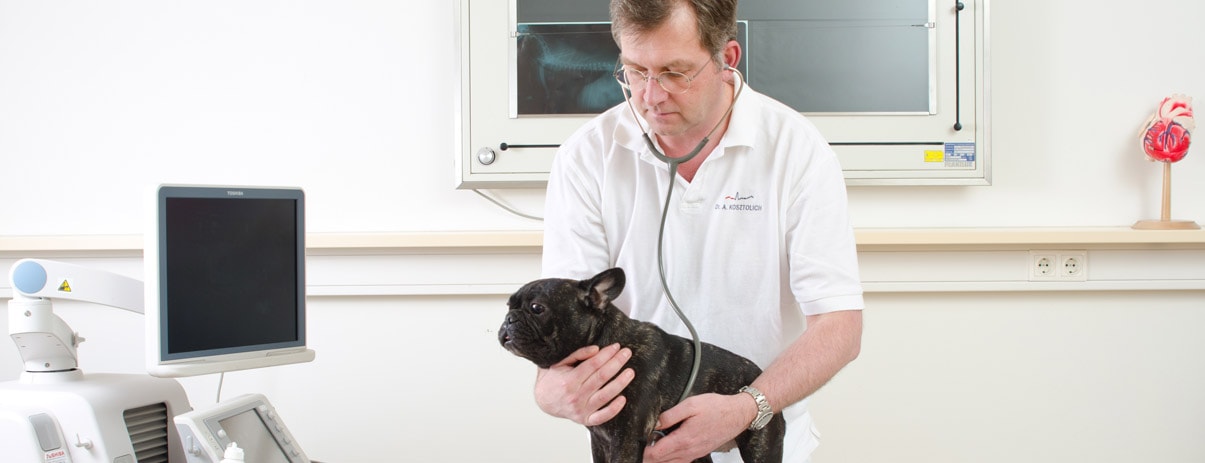 Dr. Andreas Kosztolich auskultiert eine französische Bulldogge
