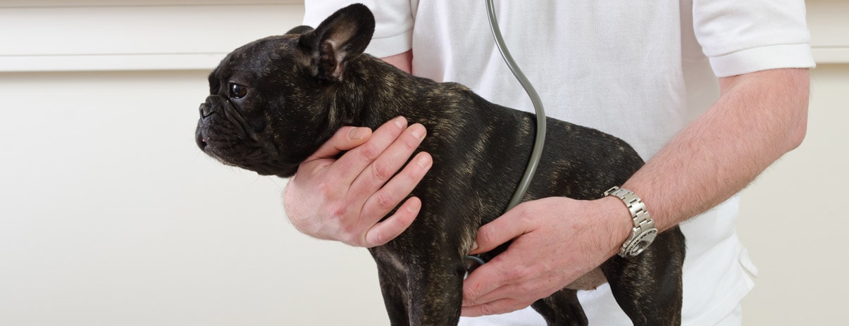 Französische Bulldogge wird mit dem Stethoskop abgehört