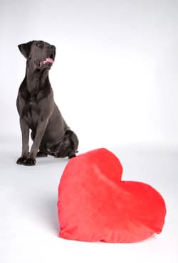 Hund sitzt neben einem großen roten Herzkissen