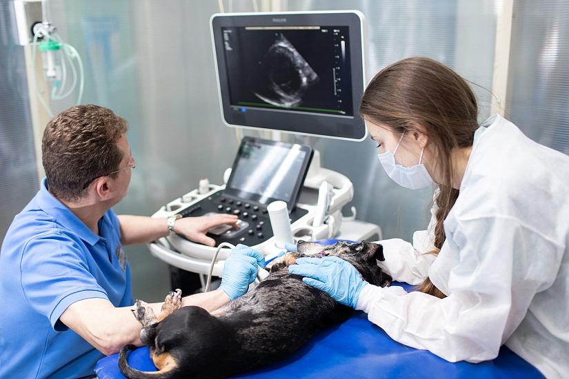 Ultraschalluntersuchung eines Hundes durch Tierarzt und Assistentin